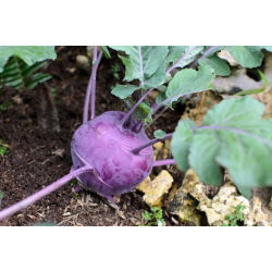 Koleraba "Delicious Blue" - 520 sjemenki - Brassica oleracea var. Gongylodes L. - sjemenke