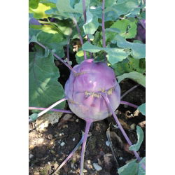 Koleraba "Delicious Blue" - 520 sjemenki - Brassica oleracea var. Gongylodes L. - sjemenke
