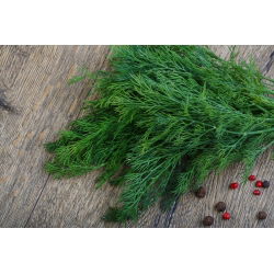 Endro - Croesus - 2800 sementes - Anethum graveolens L.