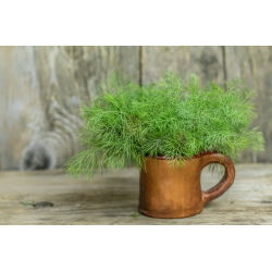 Endro - Croesus - 2800 sementes - Anethum graveolens L.