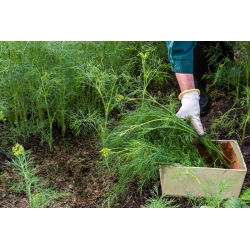 Endro - Croesus - 2800 sementes - Anethum graveolens L.