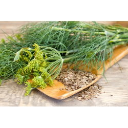 Endro - Moravan - 2800 sementes - Anethum graveolens L.