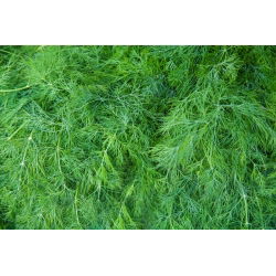 Endro - Moravan - 2800 sementes - Anethum graveolens L.