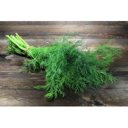Endro - Sprinter - 2800 sementes - Anethum graveolens L.