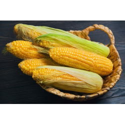 Tatlı mısır "Altın Ufak tefek"; Şekerli mısır, Kutuplu mısır - 100 tohum - Zea mays convar. saccharata var. Rugosa - tohumlar