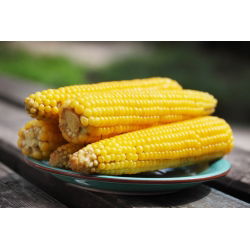 Tatlı mısır "Altın Ufak tefek"; Şekerli mısır, Kutuplu mısır - 100 tohum - Zea mays convar. saccharata var. Rugosa - tohumlar
