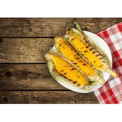 Tatlı mısır "Altın Ufak tefek"; Şekerli mısır, Kutuplu mısır - 100 tohum - Zea mays convar. saccharata var. Rugosa - tohumlar