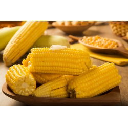 Tatlı mısır "Altın Ufak tefek"; Şekerli mısır, Kutuplu mısır - 100 tohum - Zea mays convar. saccharata var. Rugosa - tohumlar