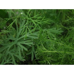 Taman Dill "Emerald" - 100 g - 65000 biji - Anethum graveolens L. - benih
