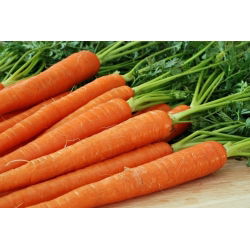 Καρότο "Koral" - 50 g - 42500 σπόροι - Daucus carota ssp. sativus 