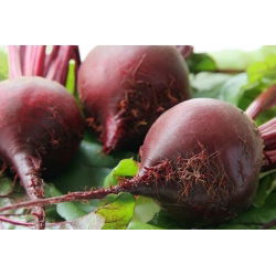 Pancar "Kırmızı Top" - 100 gr - 5000 tohum - Beta vulgaris L. - tohumlar