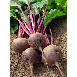 Pancar "Kırmızı Top" - 100 gr - 5000 tohum - Beta vulgaris L. - tohumlar
