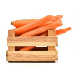 Καρότο "Koral" - 50 g - 42500 σπόροι - Daucus carota ssp. sativus 