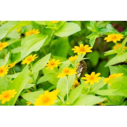 Butter daisy; Star daisy (Melampodium paludosum) - 40 seeds