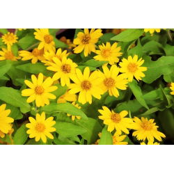 Butter daisy; Star daisy (Melampodium paludosum) - 40 seeds