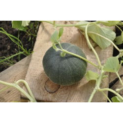 Pepene galben - Charentais - Cucumis melo - Foarte dulce, suculent, cu pulpă portocalie - Semințe proaspete