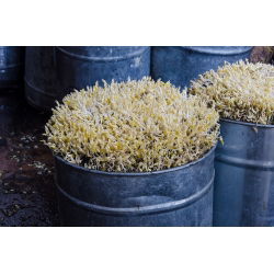 Sprouts - zaden - Gewone boon - Mung - 250g - 5250 zaden - Phaseolus aureus