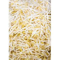 Sprouts - zaden - Gewone boon - Mung - 250g - 5250 zaden - Phaseolus aureus