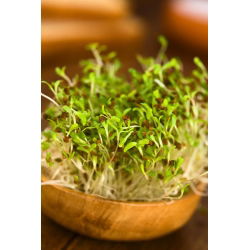 Semințe pentru germinare - Alfalfa - 100 g - Ușoară, ideală pentru creștere pe tot parcursul anului - Semințe proaspete