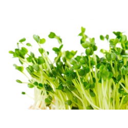 Semințe pentru germinare - Rucola - 100 g - Aromă picantă, cu note de nucă, gata în 5 zile - Semințe proaspete
