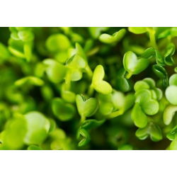 Semințe pentru germinare - Rucola - 100 g - Aromă picantă, cu note de nucă, gata în 5 zile - Semințe proaspete