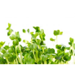Semințe pentru germinare - Rucola - 100 g - Aromă picantă, cu note de nucă, gata în 5 zile - Semințe proaspete