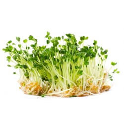 Semințe pentru germinare - Rucola - 100 g - Aromă picantă, cu note de nucă, gata în 5 zile - Semințe proaspete