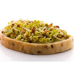 Groddfrön - Rädisa - 100 g - Snabb skörd, kryddig smak full av vitaminer - Färska frön
