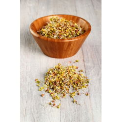 Groddfrön - Rädisa - 100 g - Snabb skörd, kryddig smak full av vitaminer - Färska frön
