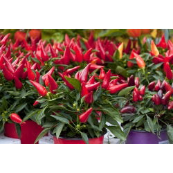 พริกไทยร้อน "Yvona" - แนะนำสำหรับการเพาะปลูกที่ระเบียง - Capsicum L. - เมล็ด