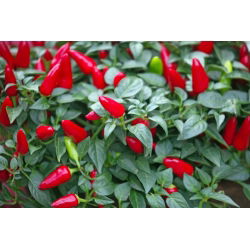 พริกไทยร้อน "Yvona" - แนะนำสำหรับการเพาะปลูกที่ระเบียง - Capsicum L. - เมล็ด