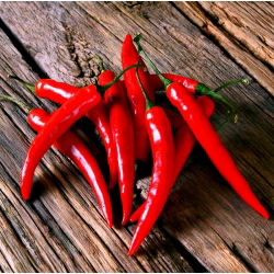 Перець "Посейдон" - гарячий - 70 насінин - Capsicum L. - насіння