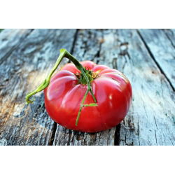 Tomato - Malinowy Warszawski - High-Yield of Large, Sweet & Juicy Fruits - Fresh Seeds
