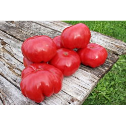 Tomato - Malinowy Warszawski - High-Yield of Large, Sweet & Juicy Fruits - Fresh Seeds