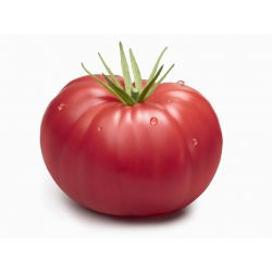 Tomato - Malinowy Warszawski - High-Yield of Large, Sweet & Juicy Fruits - Fresh Seeds