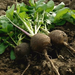Zimska redkvica "Kulata Cerna" "Black Ball" - 400 semen - Raphanus sativus - semena