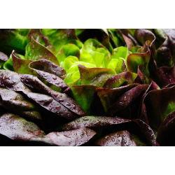 Червена пеперуда "Rosemarry" - 900 семена - Lactuca sativa L. var. capitata 