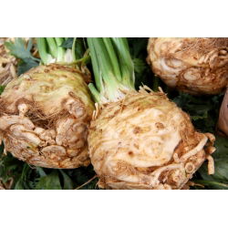 Celeriac, Sayuran akar "Maxim" - pelbagai lewat - 2600 biji - Apium graveolens - benih