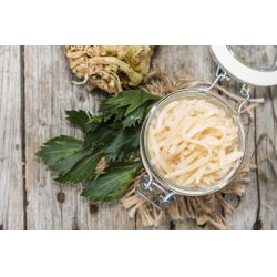 Celeriac, Sayuran akar "Maxim" - pelbagai lewat - 2600 biji - Apium graveolens - benih