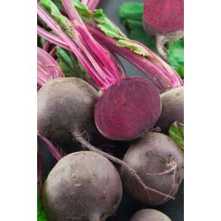 Pancar "Kırmızı Top" - 100 gr - 5000 tohum - Beta vulgaris L. - tohumlar