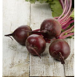 Pancar "Kırmızı Top" - 100 gr - 5000 tohum - Beta vulgaris L. - tohumlar