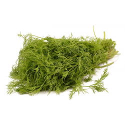 Taman Dill "Emerald" - 100 g - 65000 biji - Anethum graveolens L. - benih