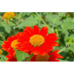 Bunga bunga merah, bunga matahari Mexico - 120 biji - Tithonia rotundifolia - benih