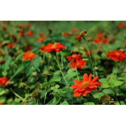 Bunga bunga merah, bunga matahari Mexico - 120 biji - Tithonia rotundifolia - benih