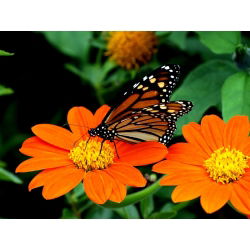 Bunga bunga merah, bunga matahari Mexico - 120 biji - Tithonia rotundifolia - benih