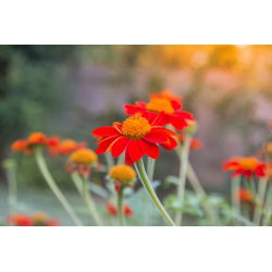 Bunga bunga merah, bunga matahari Mexico - 120 biji - Tithonia rotundifolia - benih