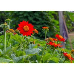 Bunga bunga merah, bunga matahari Mexico - 120 biji - Tithonia rotundifolia - benih