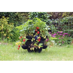 Jordgubbe - Rainbow Treasure F1 - 5 frön - Fragaria ×ananassa