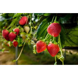 Jordgubbe - Rainbow Treasure F1 - 5 frön - Fragaria ×ananassa
