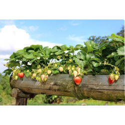 Jordgubbe - Rainbow Treasure F1 - 5 frön - Fragaria ×ananassa